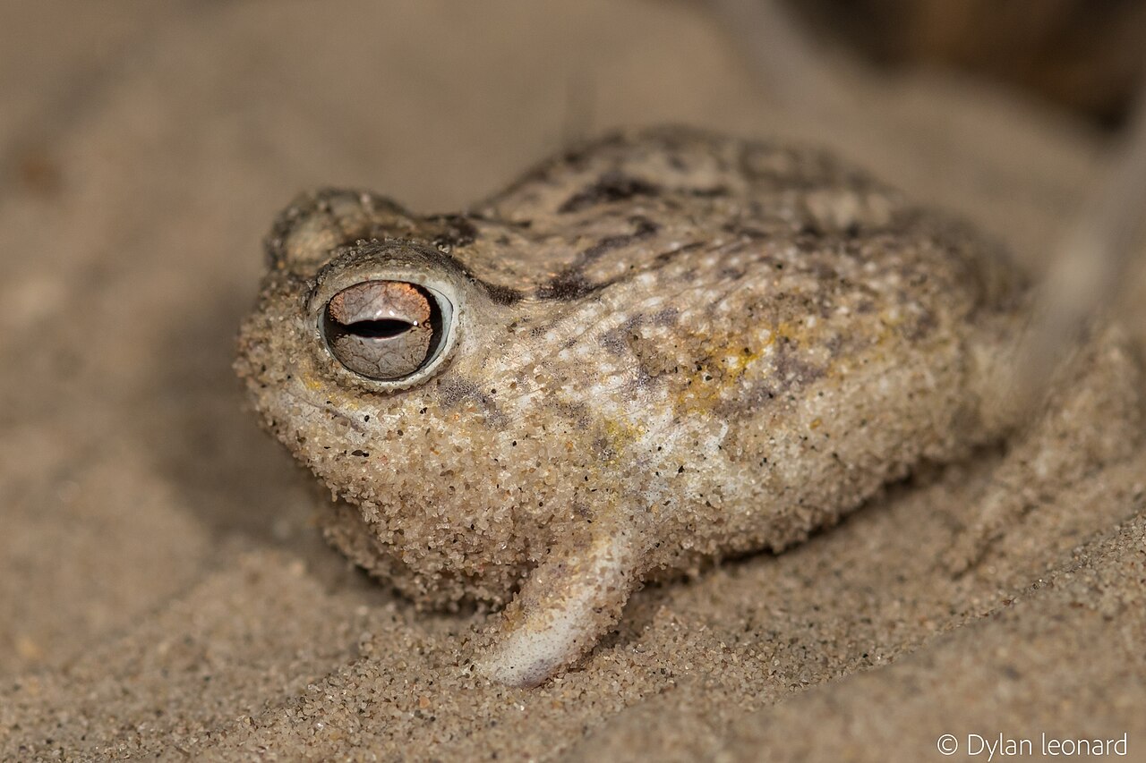 una rana gordita (rana de lluvia del desierto)